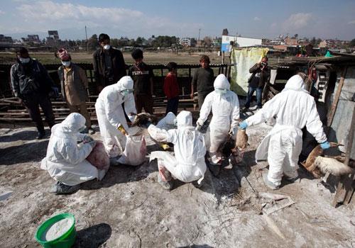 Nepal'in Katmandu eteklerinde yer alan Bhaktapur'da Veteriner Epidemiyoloji Merkezi (VEC)  yetkilileri aldıkları bir ihbar üzerine gittikleri tavuk çiftliğinde kuş gribi salgını olduğunu doğruladıktan sonra 500'den fazla tavuk ve ördeği imha etti.