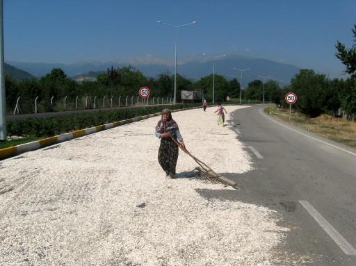 Bursa'nın İnegöl ilçesinde çiftçilerin çekirdek kurutmak için trafiğe kapattığı yol, belediye ekiplerinin müdahalesiyle açıldı.