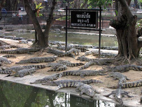 Başkent Bangkok'a 30 kilometre mesafedeki Nakhon Pathon'da bulunan Sampran Fil Kampı'ndaki timsah gösterileri izleyicilere heyecanlı anlar yaşatıyor.