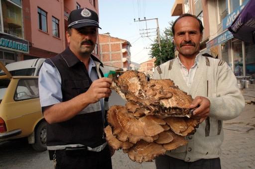 Geçtiğimiz günlerde Kastamonu'da bulunan dev mantar 10 kilo geliyordu