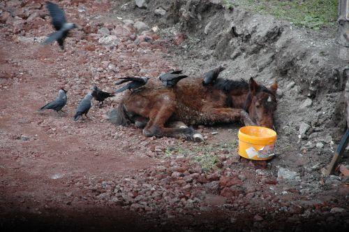 Burada karnını doyurmak i&ccedil;in yiyecek arayan tay, &ccedil;imenlere doğru gitti. Halsiz d&uuml;şt&uuml;ğ&uuml; i&ccedil;in 30 santimlik y&uuml;ksekliği &ccedil;ıkamadığından olduğu yere yığıldı.