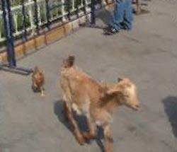 Taksim Meydanı, bu kez iki farklı aşığı misafir etti. Sahibiyle birlikte meydanı gezmeye geleni keçi ile horozun bir birlerine olan bağı, görenleri hayrete düşürdü. Horoz, Taksim'de gezinen keçiyi bir an olsun yalnız bırakmadı.(CİHAN/Sümer Avcı)