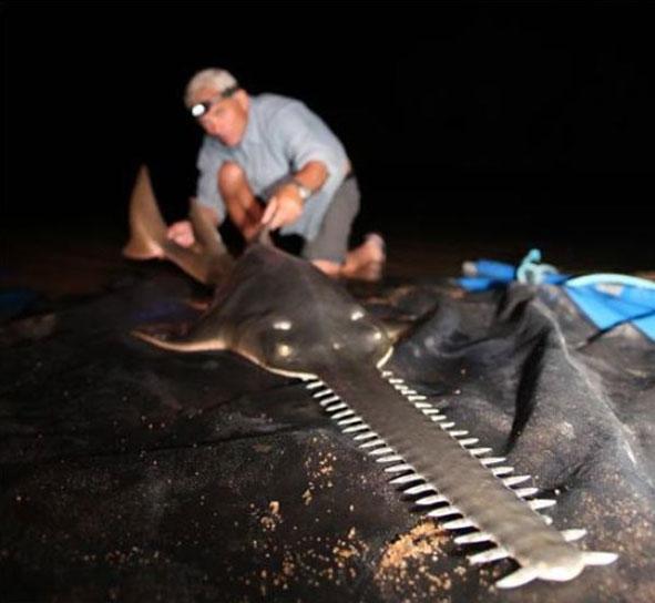 Bristol Universitesi Zooloji bölümü mezunu olan Jeremey Wade, Discovery Channel için dünyanın dört bir yanını gezerek bu yaratıklarla ilgili televizyon programı yapıyor.