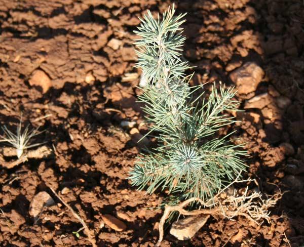 Bey Dağı ağaçlandırma projesi kapsamında bölgeye 5 milyona yakın fidan dikimi yapıldı. Bizzat ağaçlandırma yapılan alana giderek yapılan çalışmaları fotoğrafladık.