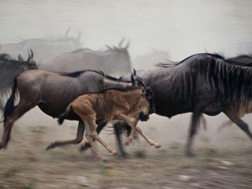 Gnu, Serengeti