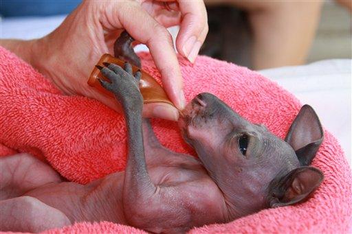 La. Skippy adı verilen kangru yavrusu annesi tarafından istenmeyince, hayvanat bahçesi görevlileri ve ziyaretçilerin sevgilisi oldu.