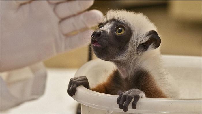 Madagaskar'a özgü maymunlar arasında soyu tükenmeye yüz tutmuş bir lemur türü, Conquerel Şifaka. Fotoğraftaki yavru da ABD'nin Kuzey Carolina eyaletinde bir merkezde uzmanların gözetiminde büyütülüyor.