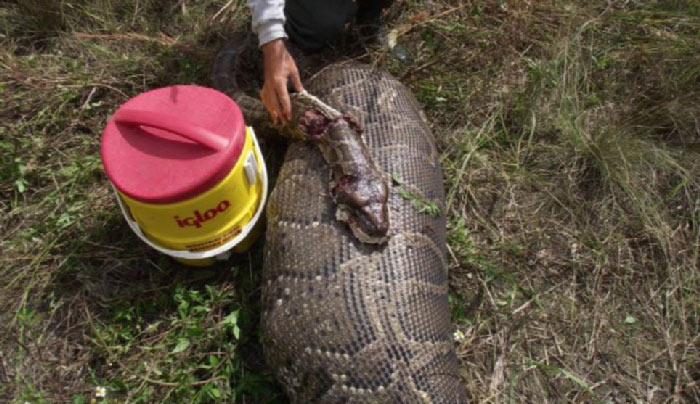 Daily Mail'in haberine göre, Everglades bataklığında yakalanan pitonun, Güney Florida'da rastlanan en büyük yılanlardan biri olduğu belirtildi.