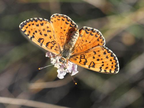 <p><strong><span style="text-decoration: underline;"><span style="color: #0000ff;">Melitaea didyma (Benekli iparhan)</span></span></strong><br /><br />Parlak kırmızımsı turuncu olan bu kelebeğin kanat kenarlarındaki siyah benekler yuvarlak ya da dikdörtgen şeklindedir. Çiçekli çayırlarda ilkbahardan yaz sonuna kadar uçar.</p>