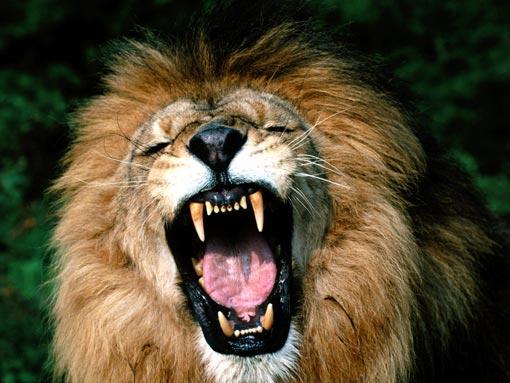 AFRICAN LION/AFRİKA ASLANI;
Dev dişleri ve keskin pençesi ile bu büyük kedi neredeyse en iyi avcıdır.