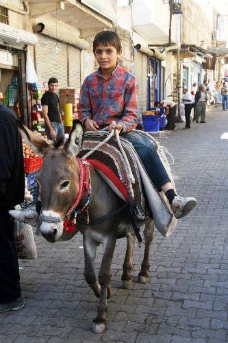 Mardin Belediyesi bünyesinde istihdam edilen kadrolu 48 adet eşekten 10 tanesinin yaş ve çeşitli sebeplerden dolayı emekliye ayrılmalarından dolayı son bir yıl içinde eşek arayışına girdiklerini belirten Ayanoğlu, "Temizlik hizmetini üstlenen eşekler, denizden bin 85 rakım yükseklikte olan tarihi kentin araç girmez sokaklarını sabahın erken saatlerinde tırmanarak, hane halkının çöplerini topluyor. 562 ana arter ve dar merdivenli ara sokakları bulunan Mardin'de çöplerin ancak eşeklerle toplanabiliyor. Eşek ihtiyacımızı duyan ve İtalya'ya ihracat yapan Ordu'lu bir firma bizimle irtibata geçerek bu eşekleri ücretsiz bir şekilde Mardin'e getirebileceğini bizlere iletince biz de kabul ettik. Konu hakkında teknik çalışmayı arkadaşlarımız yapıyor. 15 gün içinde bu eşeklerin Mardin'e gelmesini bekliyoruz. Bu eşeklerimize bir haftalık bir eğitim verdikten sonra kadroya alıp diğer Mardin'deki eşeklerimiz gibi çöp işlerinde kullanacağız." dedi.