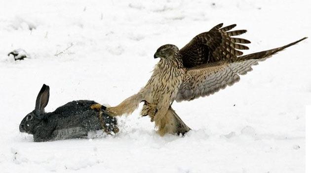 Altın Kartal'lar avlanırken bu dalışı sık sık yapmıyor. Genellikle avını kapmak için dağ kenarlarından daha alçak uçuyorlar.