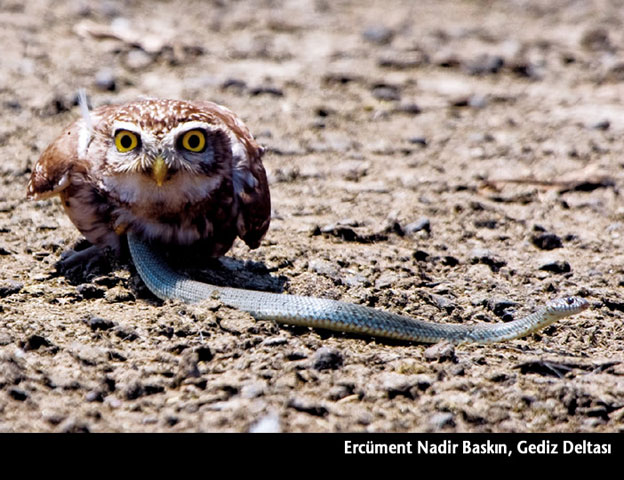 National Geographic Uluslararası Fotoğraf Yarışması Türkiye elemeleri sonuçları