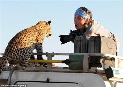 Afrika'da safariye çıkan belgesel ekibi, çekim otosunun üzerine tırmanan leoparı görünce büyük panik yaşadı. Fotoğrafçının leoparla burun buruna geldiği an: