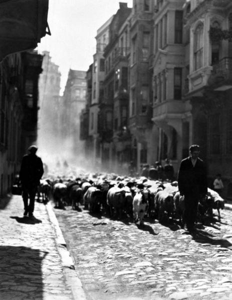 <p><strong><span style="color: #0000ff;">GALATA’DA KOYUN SÜRÜSÜ <br /></span></strong>Galata sokaklarında 1928’in Kurban Bayramı öncesi... Kurbanlıklar satılmak üzere götürülüyor. O devirde İstanbul’da kurban olarak büyükbaş hayvan kesilmiyor, insanlar koyun ve koça rağbet ediyor.</p>