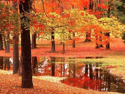<b>Kaynak</b>
Lars Chittka*, Thomas F. Döring (2007) Unsolved Mystery: Are Autumn Foliage Colors Red Signals to Aphids? PLOS Biology. | www.plosbiology.org. August 2007 | Volume 5 | Issue 8 | e187