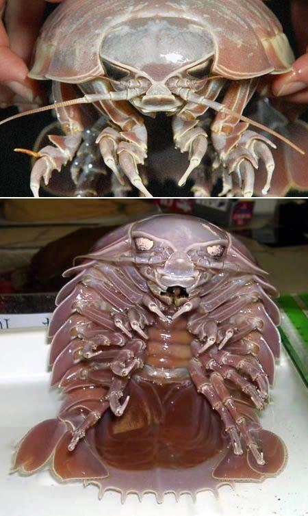 Dev isopod: Bu dev yaratıklar genellikle okyanus diplerinde yaşıyor. Işıktan rahatsız olduğu için okyanusun en ışıksız ve izbe yerlerini tercih ediyor. Ölü balıklarla ve yosunla besleniyor.