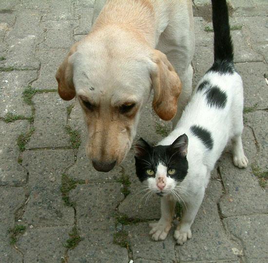 Düzce'nin Camikebir Mahallesi'nin maskotları iki köpek ve bir kedinin dostlukları görenleri hayrete düşürüyor.