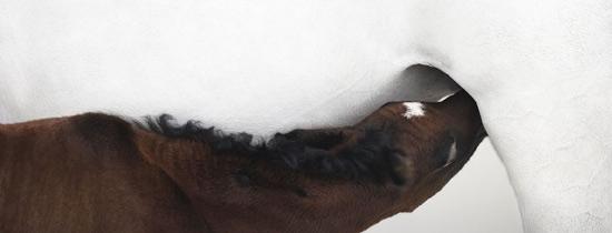 İngiliz fotoğraf ustası Tim Flach'ın "Atlar Dünyası" adlı fotoğraf sergisi