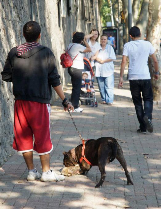 İstanbul'un Beşiktaş semtinde pitbull cinsi köpek sahibinin gözyaşlarına aldırmadan bir kediyi parçaladı. Cadde ortasında yaşanan korkunç olay vatandaşları dehşete düşürdü: