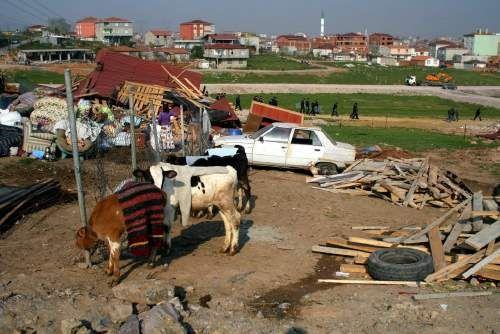 Sultanbeyli'de yaklaşık 50 gecekonduyu yıkmak için gelen yıkım ekipleri ile gecekondu sahipleri arasında kavga çıktı. Yıkım sırasında objektiflere yansıyan kareler insanın kanını dondurdu: