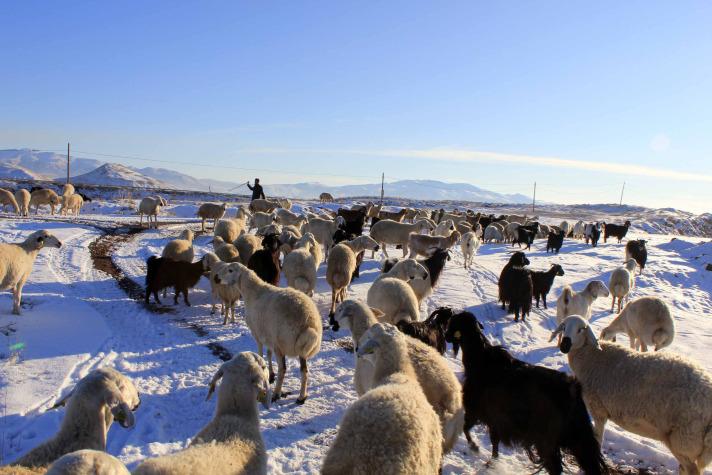 Adı soğukla birlikte anılan Sivas'ta uzun süre kağ yağmayınca özellikle çiftçi ve hayvancılar büyük korku yaşadı ama bu gece yağan kar, Sivaslıların yüzünü güldürdü.
<br><br>
Sivas'ta gece saatlerinde başlayan kar yağışı Sivaslıların yüzün güldürdü. Şehir karla kaplanınca, sivaslılar sokağa çıkabilmek için alışıldık görüntülerde, önce kar kürümek zorunda kaldılar.
<br><br>
Kar yağınca herkes kardan adam yapar ama Sivaslılar bu kez Çifte Minare yapmayı tercih ettiler...Kardan yapılan Sivas Çifte Minare Medresesi figürü büyük ilgi gördü...
<br>
(Haber 7 - Fotoğraflar: AA)