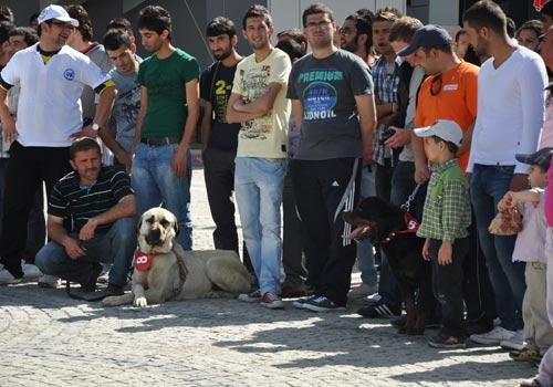 Karamanoğlu Mehmetbey Üniversitesi(KMÜ)de 15 köpeğin katılımıyla Köpek güzellik yarışması yapıldı.