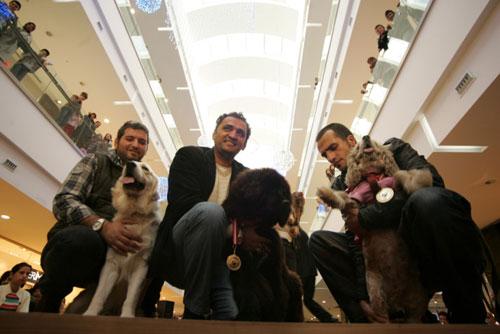 Antalya köpek güzellik yarışması