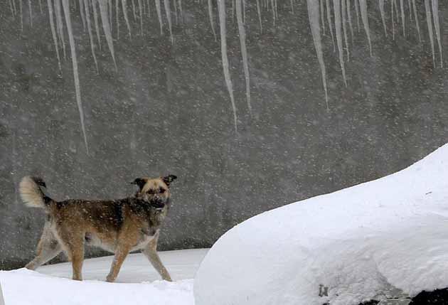 Romanya: Bucharest şehrinde okullar tatil olmuş, arabalar kullanım dışı olmuş, yollar kapanmış olabilir. Bütün bunlar bir köpeğin yoğun kar yağışı altında objektife mağrur bir poz vermesi için engel değil.