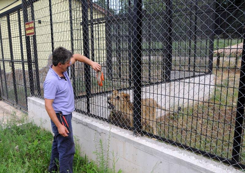 Jandarmanın aslan konusunda aradığı Av ve Yaban Hayatı Koruma Müdürlüğü, izin belgesi bulunmadığını öğrendiği hayvana el konulması gerektiğini bildirdi. Jandarma eşliğinde Bursa Hayvanat Bahçesi'ne getirilen Sultan burada bakıma alındı.
<BR><BR>
Sahibine gerekli evrakları getirdiği takdirde hayvanı alabileceği söylendi. Hayvanat bahçesindeki aslanlar evcil olan Sultan'ı istemeyince ve sahibi kayıplara karışınca yeni yer arayışları başladı.
<BR><BR>
Sahibine 6 bin lira ceza kesilen Sultan, 5 yıldızlı rehabilitasyon merkezine götürüldü.