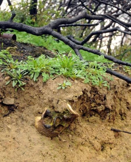 OT DEĞİL ONLAR DEDENİN SAÇLARI: Her santimetresi şehit kanı ile sulanan Çanakkale'de orman yangını sonra kesilen ağaçlar, vatanları için kahramanca dövüşen Mehmetçilerin kemiklerini ortaya çıkarttı. İşte fotoğraflar...
