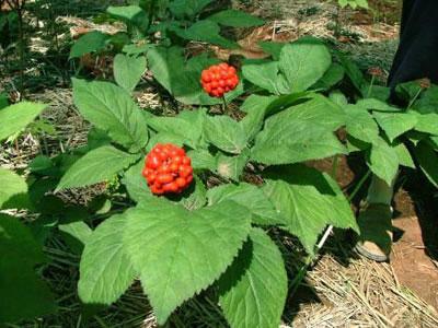 Ginseng
Çin'de ilaç yapımında kullanılan ginseng; hormonal sistemi uyarır erken yaşlanma sürecini yavaşlatır ve gözardı edilemeyecek derecede iyi hissettirir.