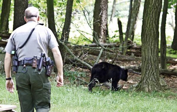 Ayı Yogi filmlerini aratmayan kareler ABD Virginia'daki Shenandoah Milli Parkı'nda çekildi. Parkta piknik yapmayı planlayan ailenin piknik sofrasını aç bir siyah ayı bastı.
Siyah ayı donatılan sofranın sofranın yanına gelince piknikçiler tabana kuvvet kaçmayı tercih etti. Piknikçilerin  kaçmasıyla sofranın başına tek başına kurulan ayı, sofrada sandviç, kek, salata ne bulduysa silip süpürdü. Ayının piknik keyfini tıpkı Ayı Yogi filmlerinde olduğu gibi olay yerine gelen korucu bozdu ve onu ağaçların arasındaki yuvasına gönderdi.