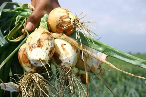 Çukurova'da, hasadına başlanan erkenci patates ile soğanın, geçen yılın aksine bu yıl oluşan yüksek fiyatlarla üreticisinin yüzünü güldürdüğü bildirildi.
