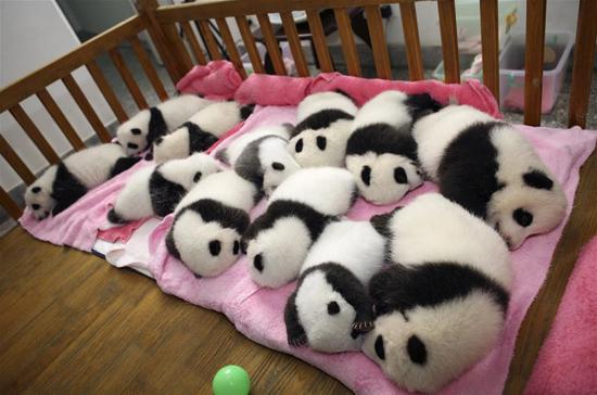 Çin'in Siçuan vilayeti, Çengdu kentindeki Dev Panda Üreme Araştırma Merkezi'nde dünyaya gelen dev panda yavruları beşikte uyurken..