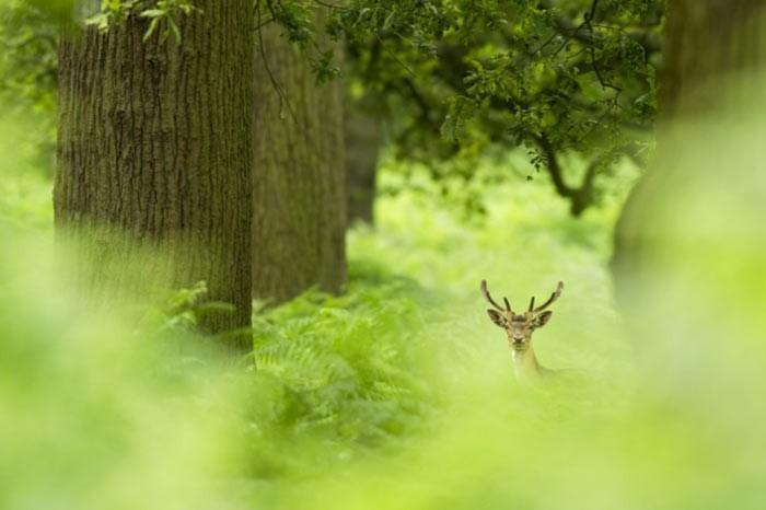 İngiltere'de her yıl düzenlenen British Wildlife Fotoğraf Ödülleri sahiplerini buldu. Bu yılın birincisi,Sula Sgeir denilen küçük ve ıssız bir İskoç adasında çektiği denizanası fotoğrafıyla Richard Shucksmith oldu. İşte yarışmada dereceye giren vahşi yaşamın içinden etkileyici kareler