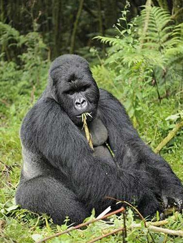 Ruanda'nın yüksek dağlarında yaşayan goril ailesini çekmeye giden vahşi doğa fotoğrafçısı Andy Rouse, alkollü bambu sapını yiyen gorillerin komik hallerini böyle görüntüledi.
