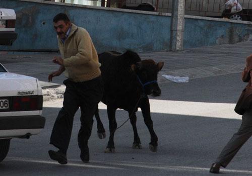 Kurban Bayramı'nın ilk kaçak haberleri gelmeye başladı. Yurdun çeşitli yerlerinde kurban edilmek istenilen boğalar sahiplerinin elinden son dakikada kaçıp adeta terör estirdi.