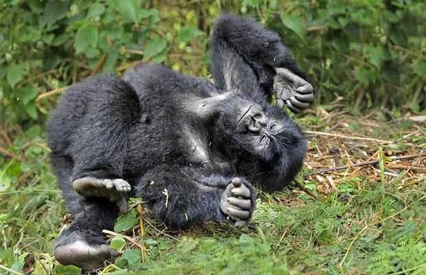 Ruanda'nın yüksek dağlarında yaşayan goril ailesini çekmeye giden vahşi doğa fotoğrafçısı Andy Rouse, alkollü bambu sapını yiyen gorillerin komik hallerini böyle görüntüledi.