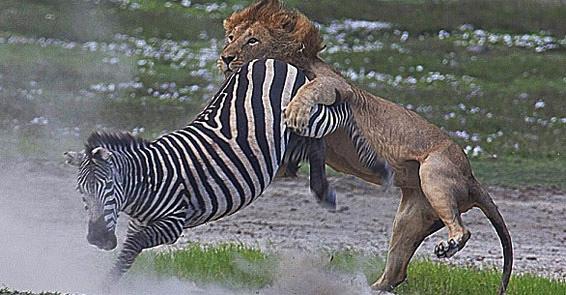 Ngorongoro Parkında gezinen Thomas Whetten, bir kadının "koşun, koşun, aslanlar bir zebrayı parçalıyor" feryadı ile makesine sarıldı ve deklanşöre ard arda basarak inanılmaz kareler çekmeyi başardı.