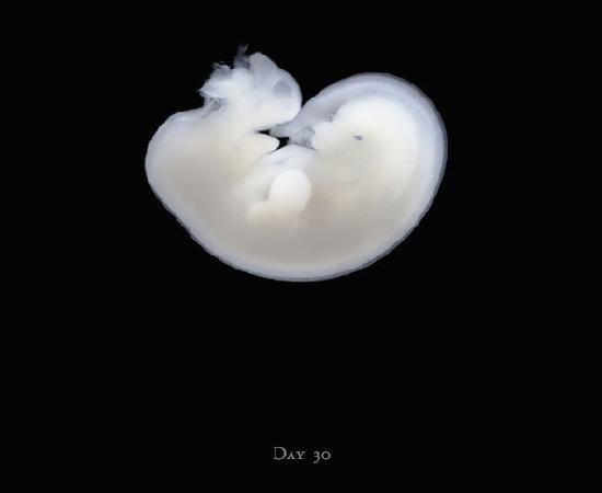 İngiliz fotoğraf ustası Tim Flach'ın "Atlar Dünyası" adlı fotoğraf sergisi