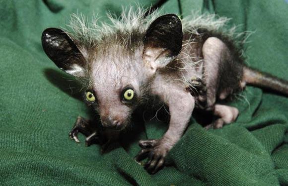 Aye Aye Boyu 36-44 cm olan lemur türü bir maymundur. Kuyruğu 25 cm'yi bulan aye aye genellikle bambu ormanlarında yaşadığı için "yaldızlı bambu maymunu" olarak da adlandırılır.
