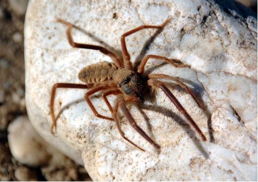 Bugüne dek 690 tür örümcek tespit edilen Türkiye'de, araknolojik çalışmaların azlığı nedeniyle bazı türlerin ilk kez tanımlandı. Aslında tüm örümceklerin zehirli olduğu belirtildi