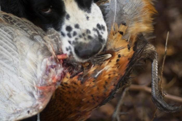 İngiltere'de her yıl düzenlenen British Wildlife Fotoğraf Ödülleri sahiplerini buldu. Bu yılın birincisi,Sula Sgeir denilen küçük ve ıssız bir İskoç adasında çektiği denizanası fotoğrafıyla Richard Shucksmith oldu. İşte yarışmada dereceye giren vahşi yaşamın içinden etkileyici kareler