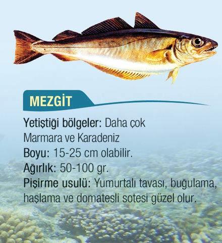 Daha çok Marmara ve Karadeniz'de avlanan mezgit denizin dip kısımlarında yaşar.