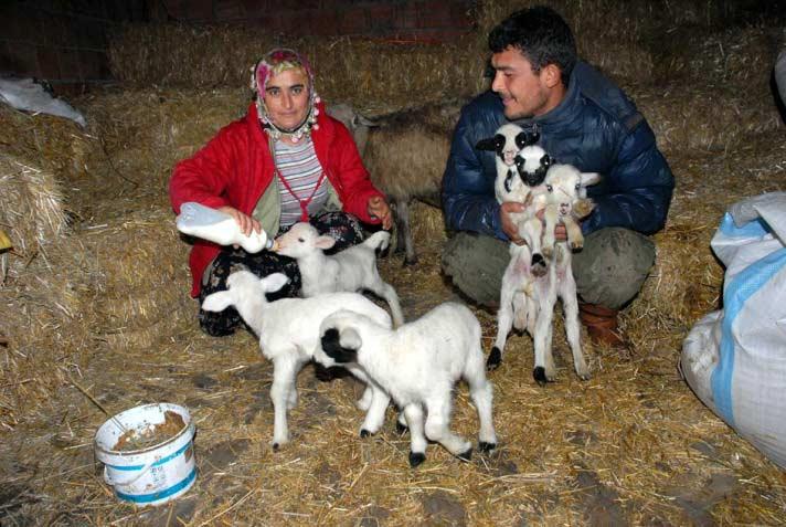 Ölçer, uzulardan birinin yaşamını yitirdiğini ancak diğer 6 kuzu ile koyunun durumunun iyi olduğunu belirtti.