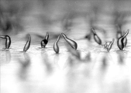 4. Dr. Matthew Springer - University of California, San Francisco - San Francisco, California, ABD Konu mankeni: Tek hücreli Dictyostelium discoideumçok hücreli sümüklü böceğe dönüşümü Büyütme: 100x
