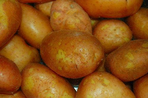 Patates enerji katar: Turp, kereviz, yer alması ve patates gibi sebzeler ile kış sofralarımıza lezzet ve sağlık katabiliriz. Kök sebzeler birçok vitamin ve mineral içerir. Ayrıca içeriklerinde bulunan antioksidan öğeler ile vücudumuzu serbest radikallere karşı güçlü hale getirirler. Kışın antioksidanların düzenli alımı kendinizi enerjik hissetmenizi sağlar. Patates potasyum ve C vitamini içeriği ile son derece sağlıklı bir sebzedir. Patatesin C vitamini içeriğinin kabuğa yakın kısmında bulunduğu unutulmamalıdır.