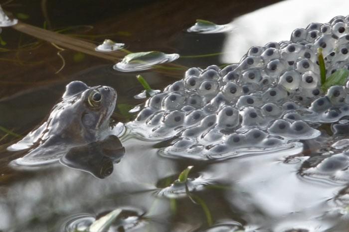 İngiltere'de her yıl düzenlenen British Wildlife Fotoğraf Ödülleri sahiplerini buldu. Bu yılın birincisi,Sula Sgeir denilen küçük ve ıssız bir İskoç adasında çektiği denizanası fotoğrafıyla Richard Shucksmith oldu. İşte yarışmada dereceye giren vahşi yaşamın içinden etkileyici kareler