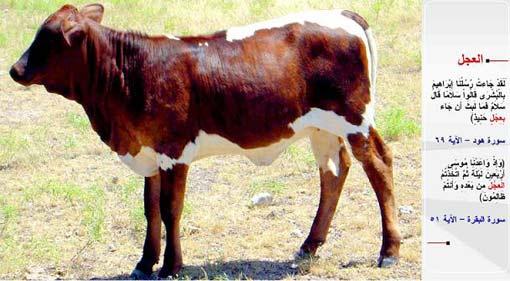 BUZAĞI-"Andolsun ki elçilerimiz (melekler) İbrahim'e müjde getirdiler ve: "Selam (sana)" dediler. O da: "(Size de) selam" dedi ve hemen kızartılmış bir buzağı getirdi. (Hud / 69) Musa'ya kırk gece (vahyetmek üzere) söz vermiştik. Sonra haksızlık ederek buzağıyı (tanrı) edindiniz." (el- Bakara / 51)